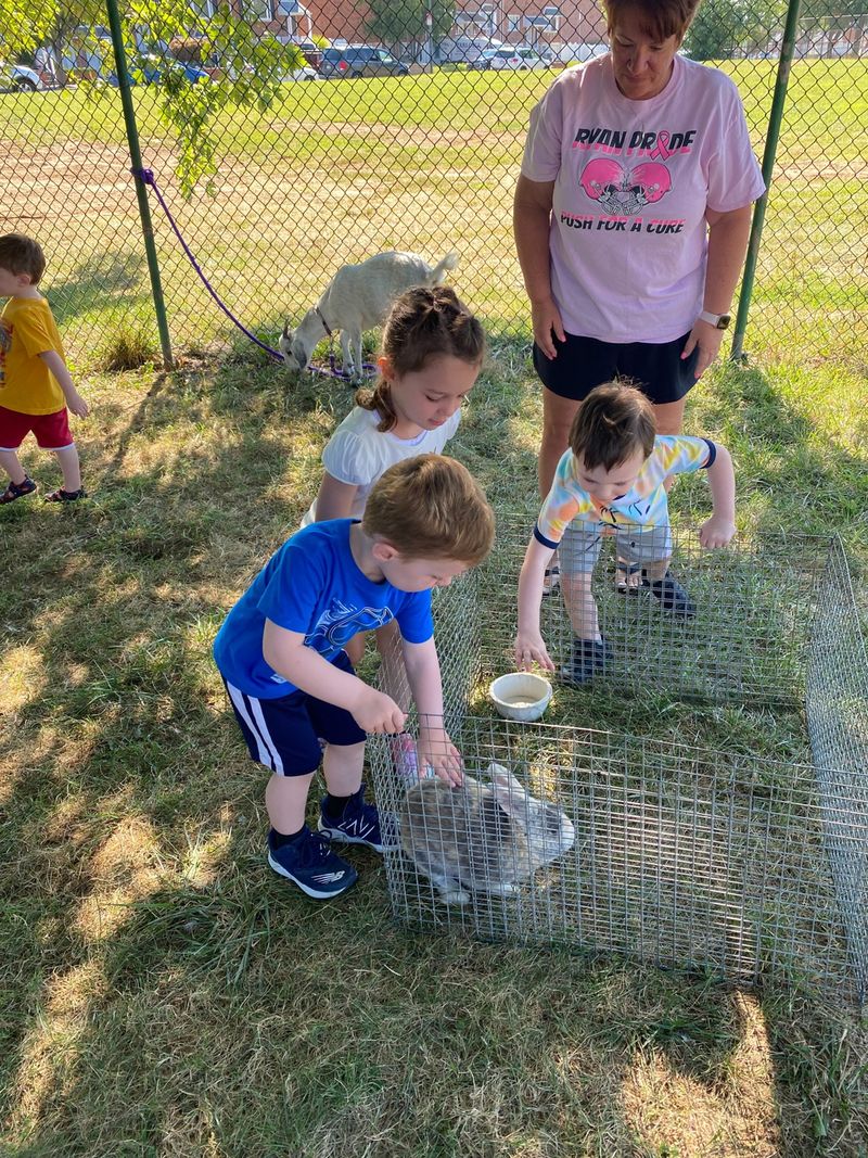 A child feeding an animal through a fence during an outdoor activity